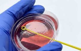 Inoculating loops and petri dishes of 20 biology lab equipment 