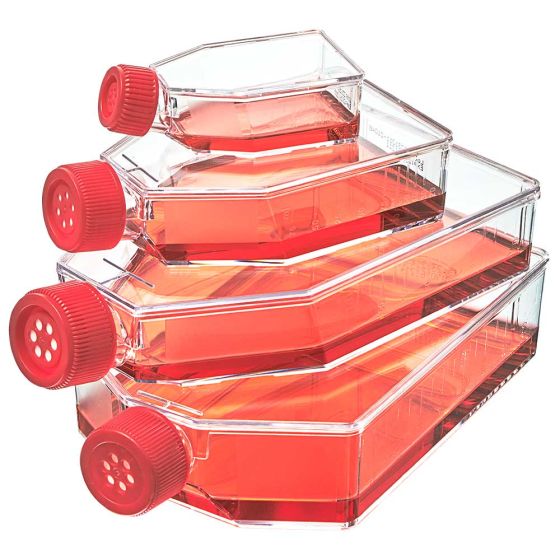These cell culture flasks were inoculated in Dulbecco's Modified Eagle Medium (DMEM) in a Class II Biosafety Cabinet