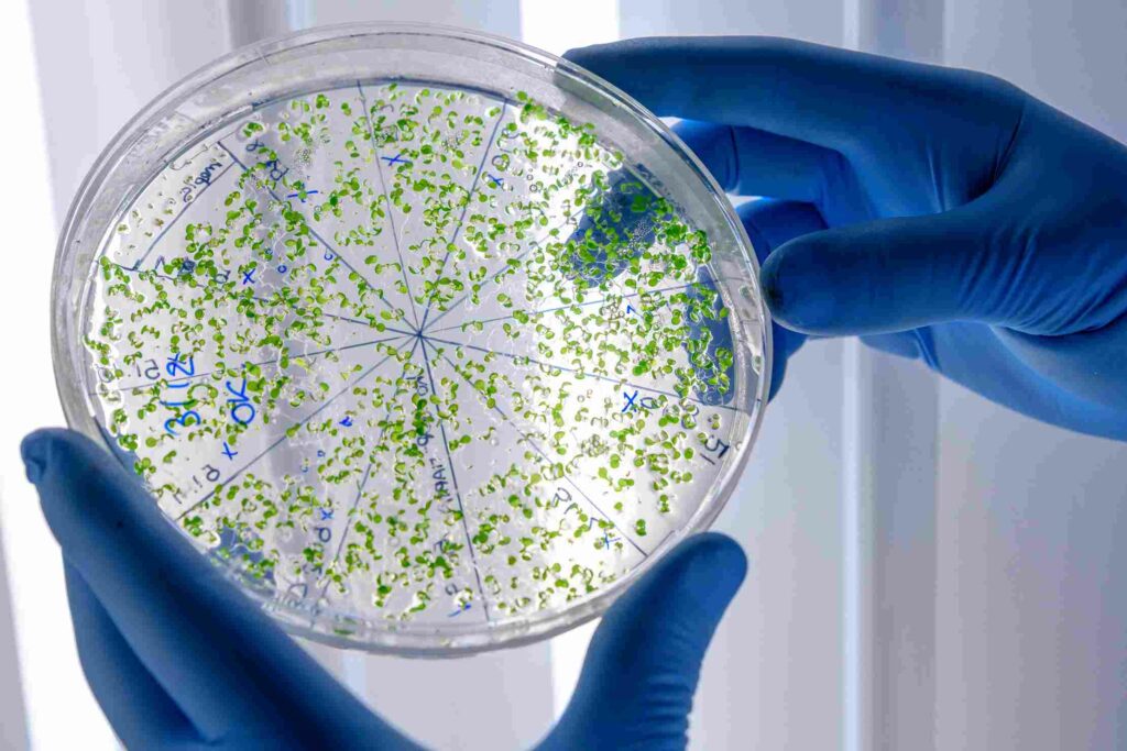 Spread Plate Method in Microbiology performed in class II Biosafety cabinet leading to contamination free growth.