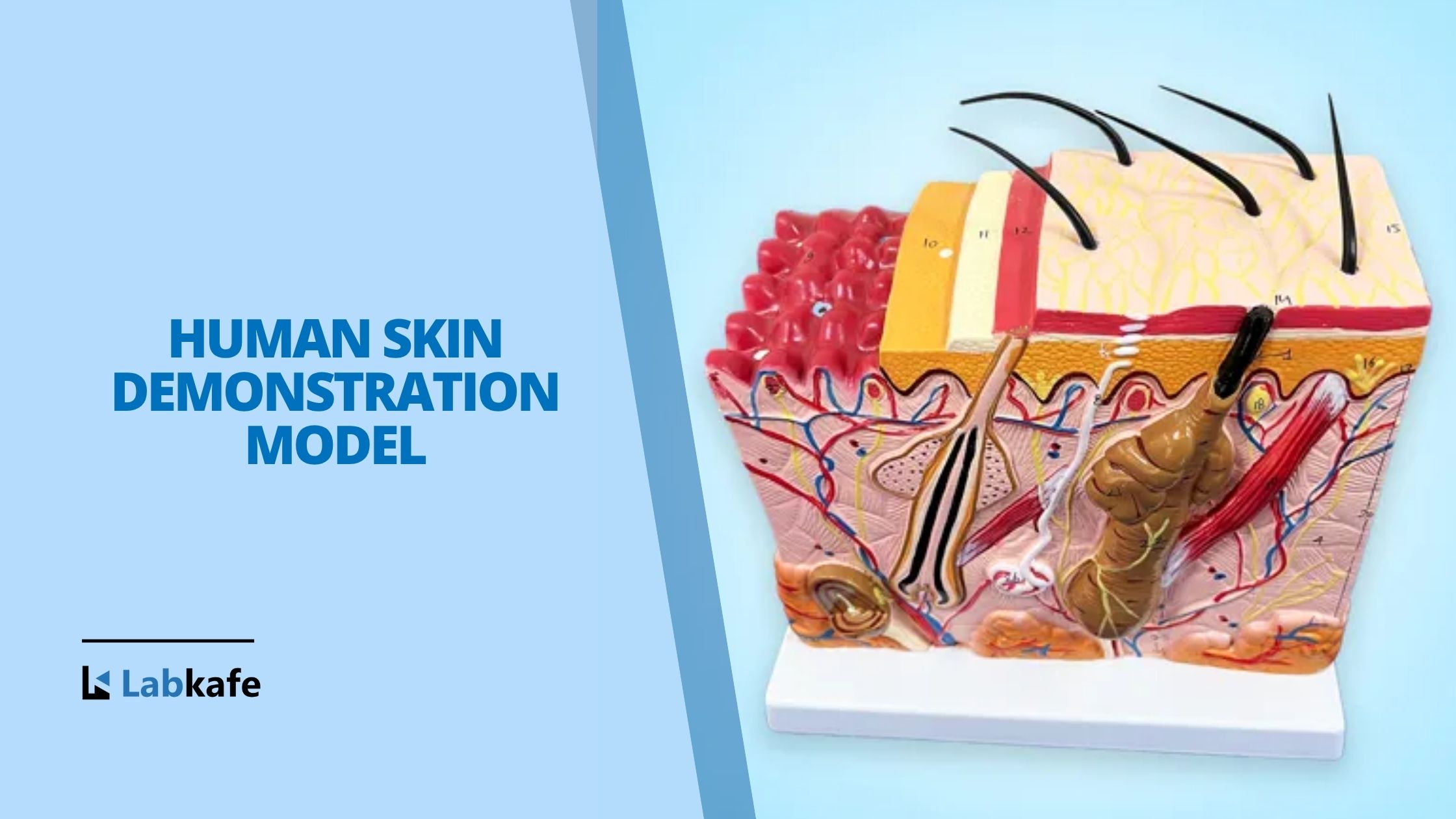 Understanding Human Skin: Discover layers with Labkafe’s Skin Model