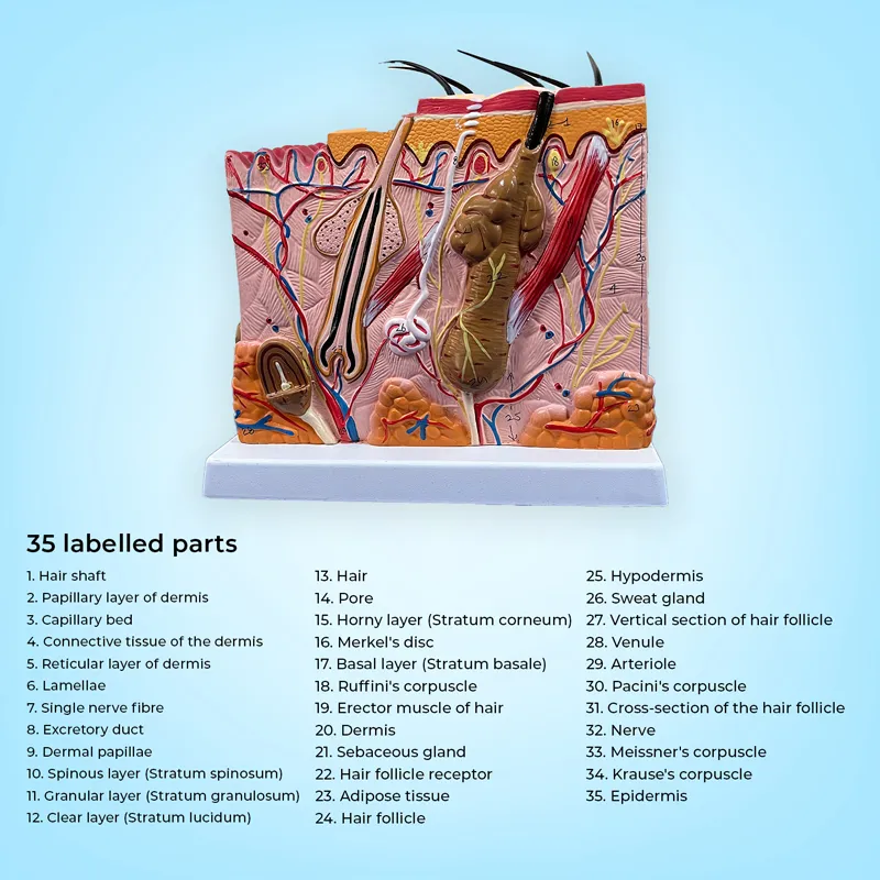 Labeled model- layers of the human Skin