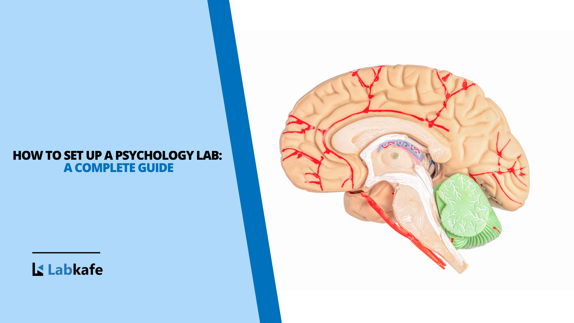How to Set Up a Psychology Lab: A Complete Guide