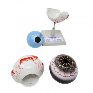 HUMAN EYE, Eye Model on Stand