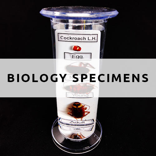 Biology Lab Specimens suspended in formalin Labkafe