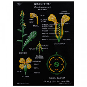 Educational Raxine Charts (Size 75x100cm); TAXONOMY FAMILIES: CRUCIFERAE (Black Raxine), Brassica Campestris (Mustard)