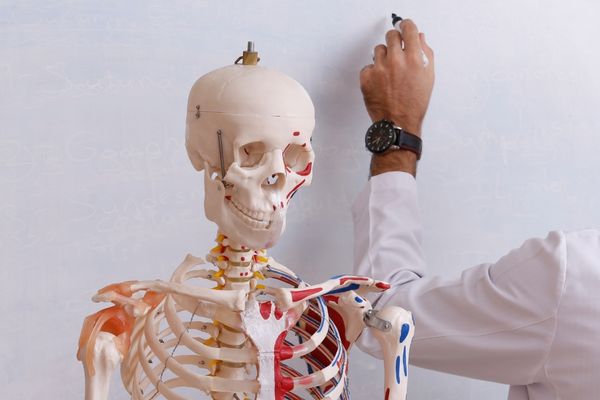 Human skeleton model