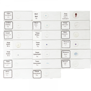 PREPARED SLIDE FOR MICROSCOPE, ANIMAL TISSUE