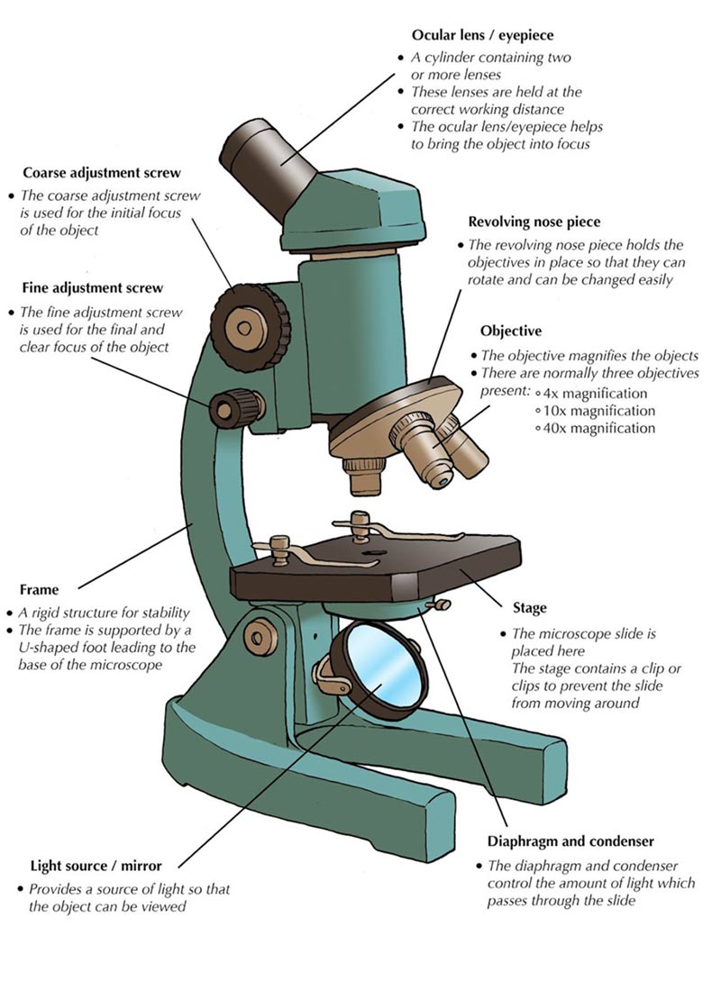 efficienza cervo indurire parts of a microscope dinastia Fai un ...