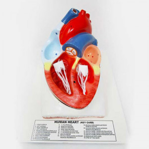 HUMAN HEART, Jumbo Human Heart on BASE (4 parts Dissectible)