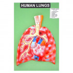 HUMAN LUNGS (BASIC MODEL)
