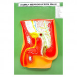 HUMAN REPRODUCTIVE SYSTEM MALE, Model on Board 10"x15"