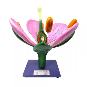 FLOWER MODEL, Model on Stand (Superior)