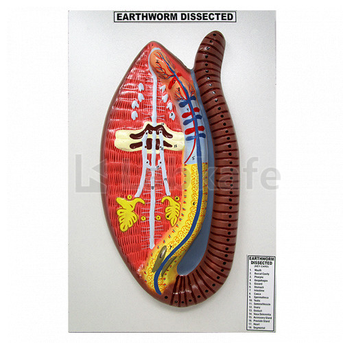 Solved Earthworm Dissection complete digestive tract: a.