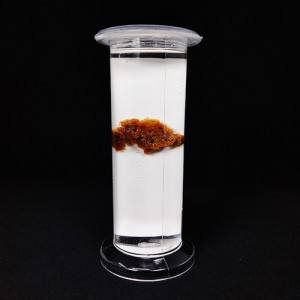 SPECIMEN IN PLASTIC JAR, ZOOLOGY SPECIMENS (Common) Sponge