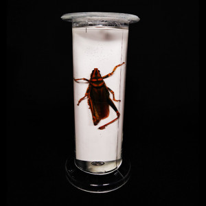 SPECIMEN IN PLASTIC JAR, ZOOLOGY SPECIMENS (Common) Grasshopper