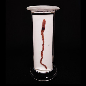 SPECIMEN IN PLASTIC JAR, ZOOLOGY SPECIMENS (Common) Earthworm