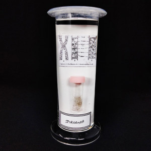 SPECIMEN IN PLASTIC JAR, BOTANY SPECIMENS (Common) Spirogyra