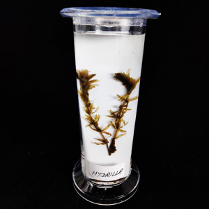SPECIMEN IN PLASTIC JAR, BOTANY SPECIMENS (Common) Hydrilla