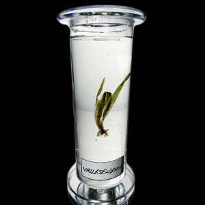 SPECIMEN IN PLASTIC JAR, BOTANY SPECIMENS (Common) Vallisneria
