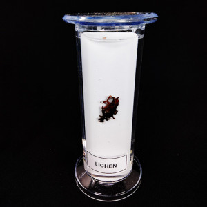SPECIMEN IN PLASTIC JAR, BOTANY SPECIMENS (Common) Lichen