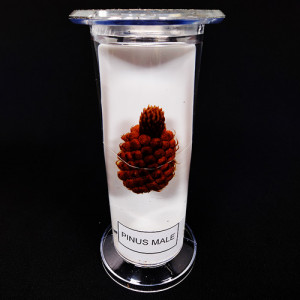 SPECIMEN IN PLASTIC JAR, BOTANY SPECIMENS (Common) Pinus Male Cone