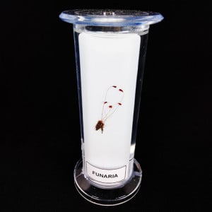 SPECIMEN IN PLASTIC JAR, BOTANY SPECIMENS (Common) Funaria