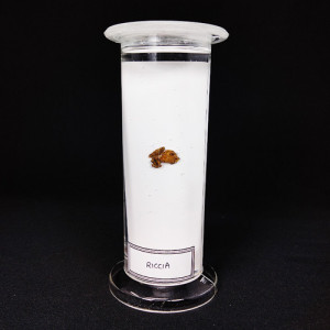 SPECIMEN IN PLASTIC JAR, BOTANY SPECIMENS (Common) Riccia