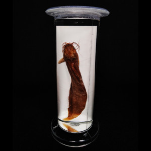 SPECIMEN IN PLASTIC JAR, ZOOLOGY SPECIMENS (Special) Catfish