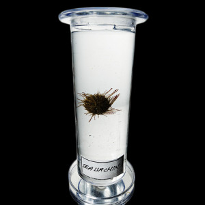 SPECIMEN IN PLASTIC JAR, ZOOLOGY SPECIMENS (Special) Sea Urchin