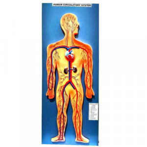 HUMAN CIRCULATORY SYSTEM, Superior Model on Board 30"x12"