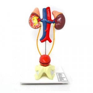 HUMAN EXCRETORY SYSTEM, Model on Stand (Superior) Dissectible