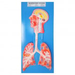 HUMAN RESPIRATORY SYSTEM, Superior Model on Board 22"x12"