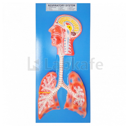 HUMAN RESPIRATORY SYSTEM, Superior Model on Board 22"x12"