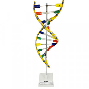 DNA MODEL on Stand