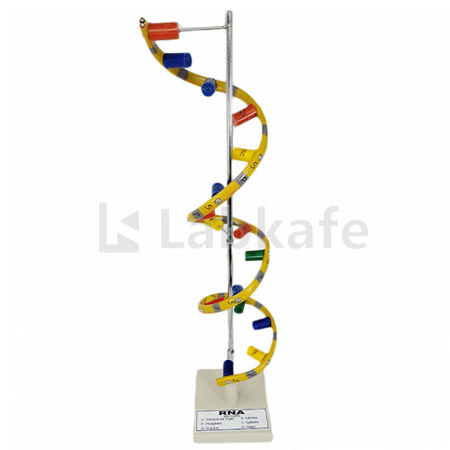 RNA MODEL on Stand