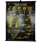 Educational Raxine Charts (Size 75x100cm); BOTANY: FUNGI (Black Raxine), Rhizopus Structure & Reproduction.