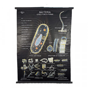 Educational Raxine Charts (Size 75x100cm); BOTANY: FUNGI (Black Raxine), Bacteria: Structure & Forms