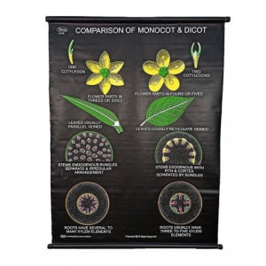 Educational Raxine Charts (Size 75x100cm); BOTANY: ANGIOSPERMS (Black Raxine), Comparison of Monocot & Dicot Plants