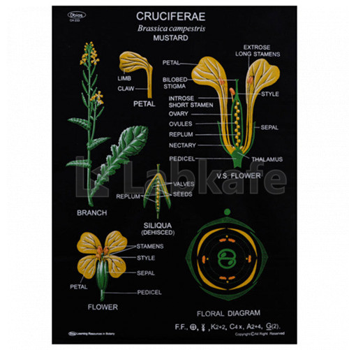 Educational Raxine Charts (Size 75x100cm); TAXONOMY FAMILIES: CRUCIFERAE (Black Raxine), Brassica Campestris (Mustard)