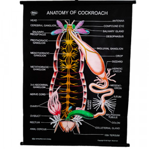 Educational Raxine Charts (Size 75x100cm); ZOOLOGY: ARTHROPODA (Black Raxine), Cockroach Anatomy