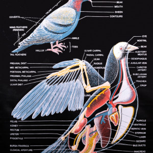 Educational Raxine Charts (Size 75x100cm); ZOOLOGY: AVES (Black Raxine), Pigeon External & Internal Characters